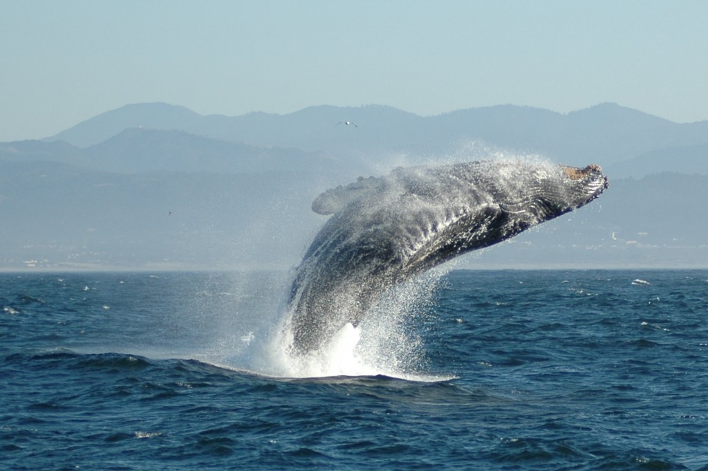 Humpback-Whale