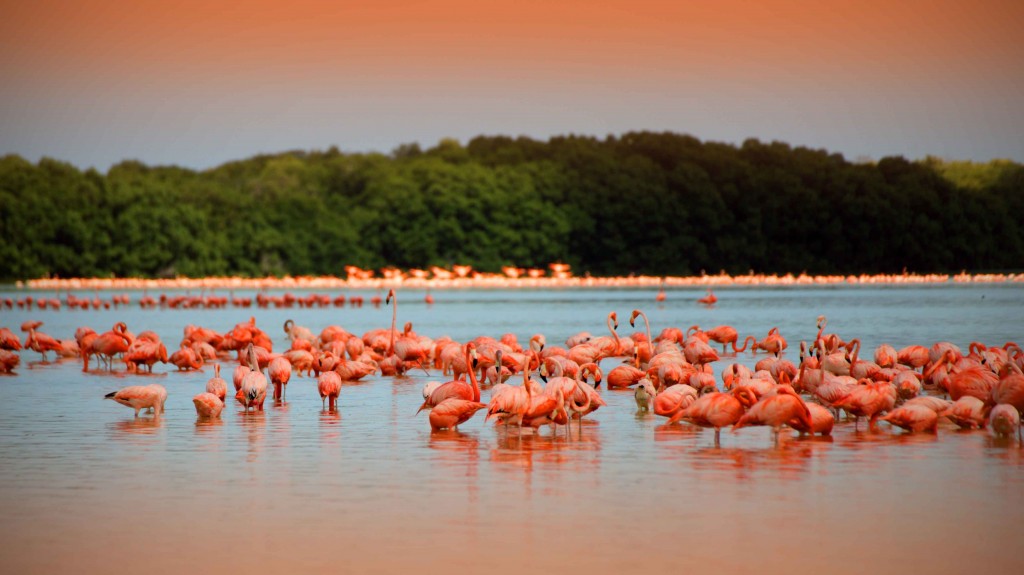 rio-de-los-flamingoes-celestun-yucatan