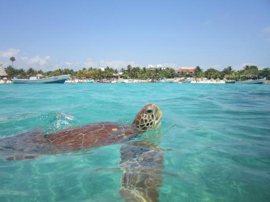 Akumal Beach