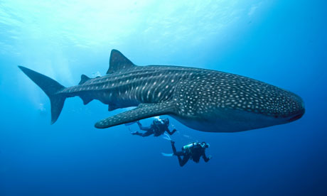 Diving with a whale shark.